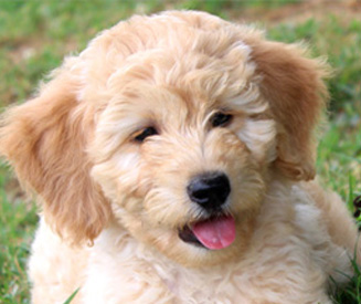 small goldendoodle for sale